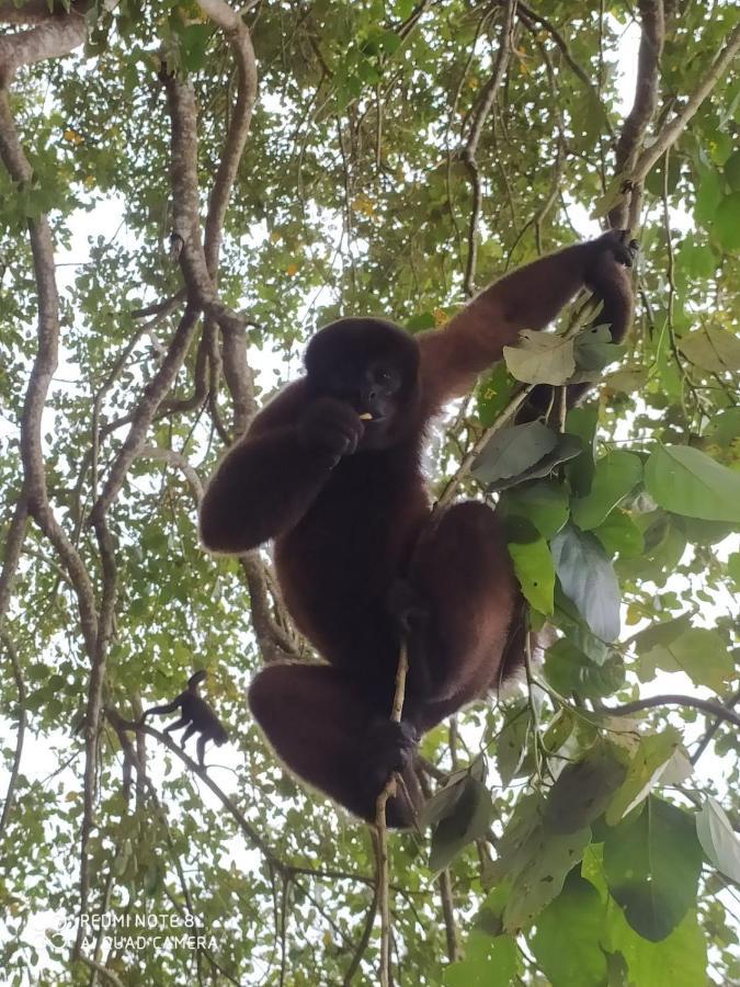 Jacamar Lodge Expeditions 이키토스 외부 사진