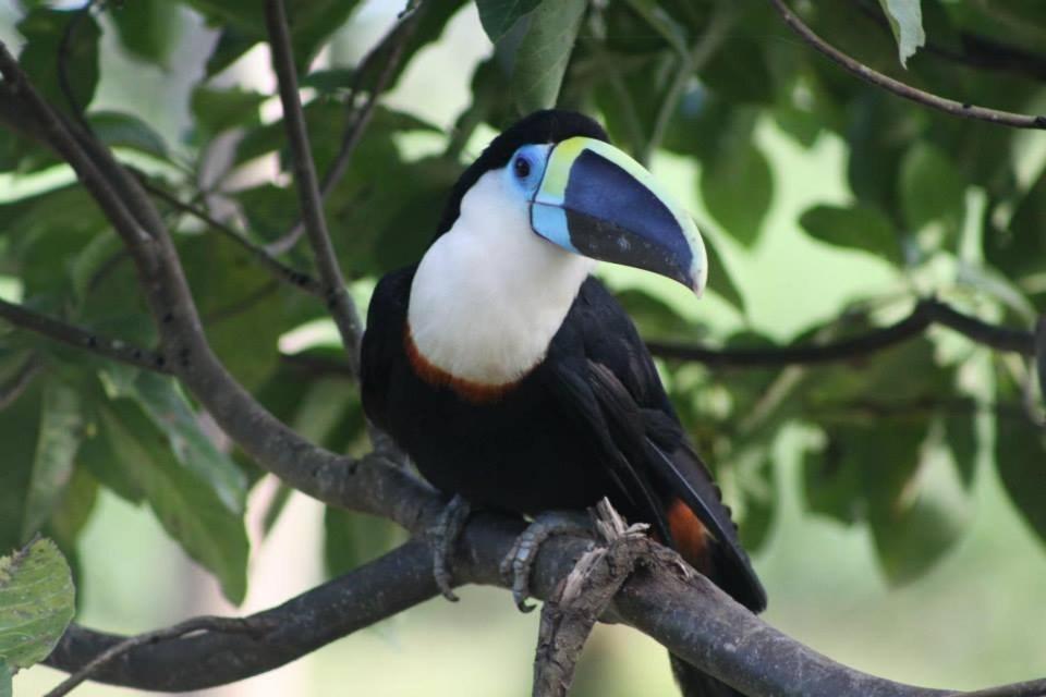Jacamar Lodge Expeditions 이키토스 외부 사진