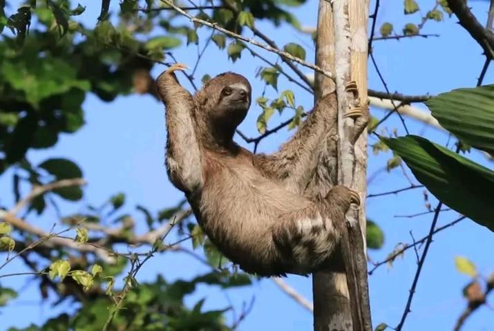 Jacamar Lodge Expeditions 이키토스 외부 사진